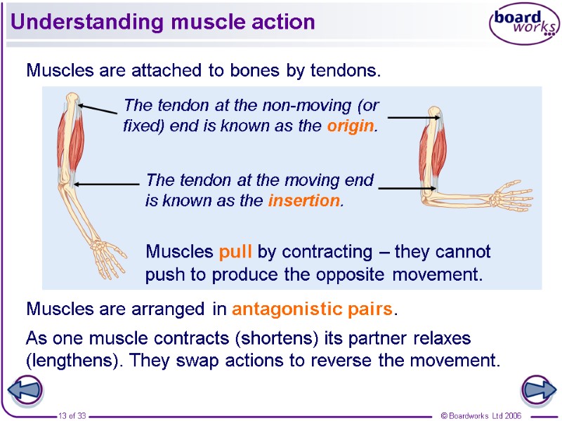 Understanding muscle action Muscles are attached to bones by tendons. Muscles are arranged in